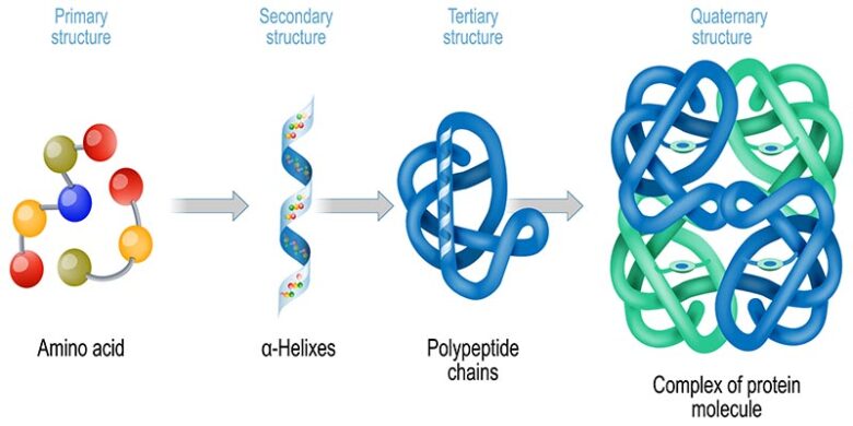 タンパク質の構造図