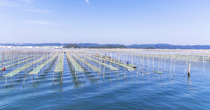海苔の養殖風景(イメージ画像)