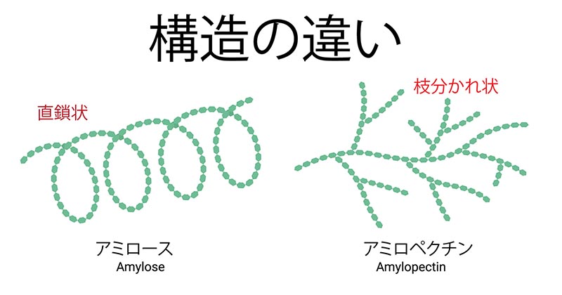 アミロースとアミロペクチンの構造の違い（作成図）