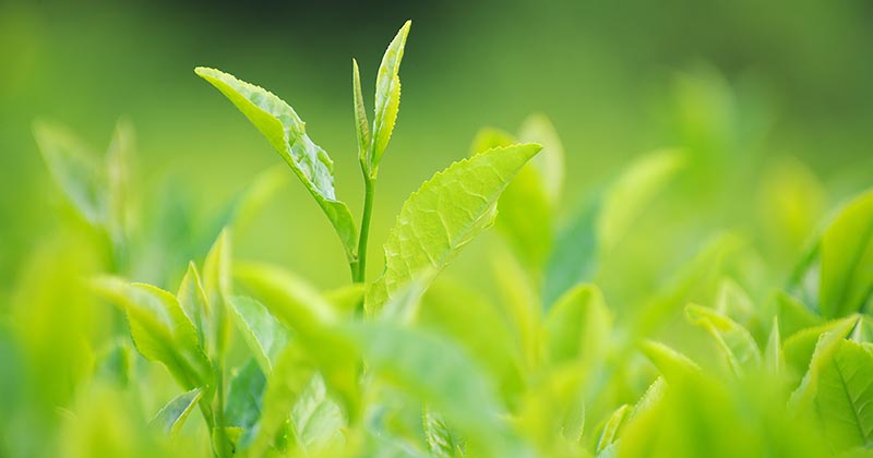 日光を浴びる茶葉(イメージ画像)
