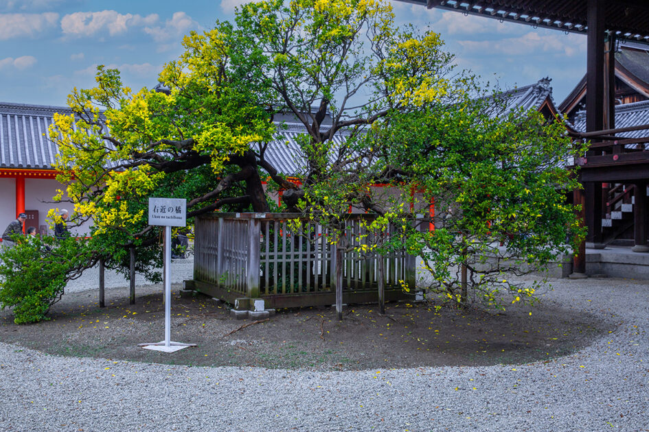 京都御所にある右近の橘(イメージ画像)